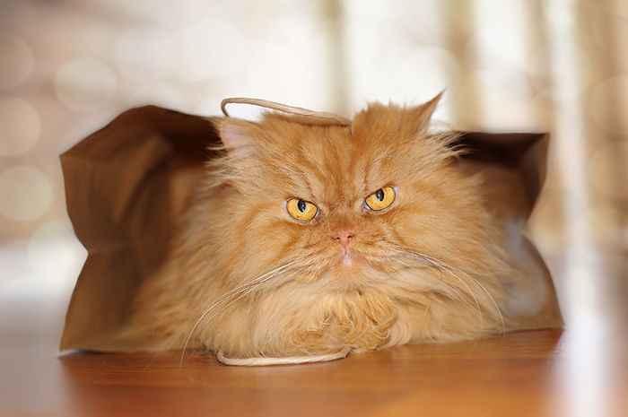 garfi-evil-grumpy-persian-cat-8__700.jpg
