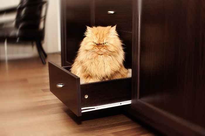 garfi-evil-grumpy-persian-cat-18__700.jpg