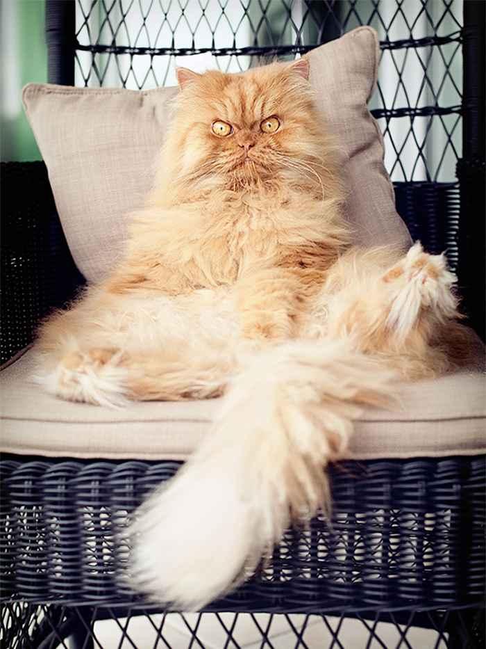 garfi-evil-grumpy-persian-cat-22__700.jpg