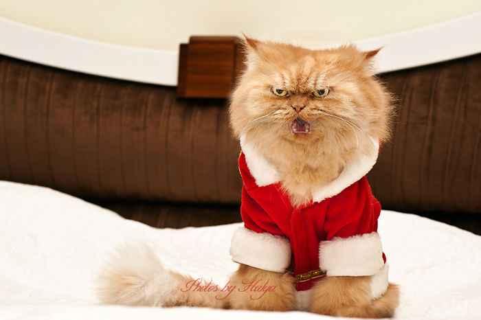 garfi-evil-grumpy-persian-cat-31__700.jpg
