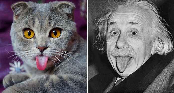 cat-looks-like-other-thing-lookalikes-celebrities-28__700.jpg