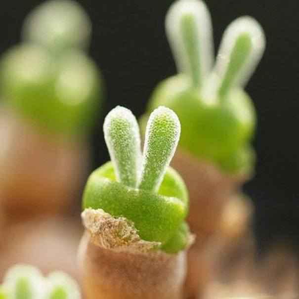 cute-rabbit-succulents-monilaria-obconica-4-58c7a2478ba60__605.jpg