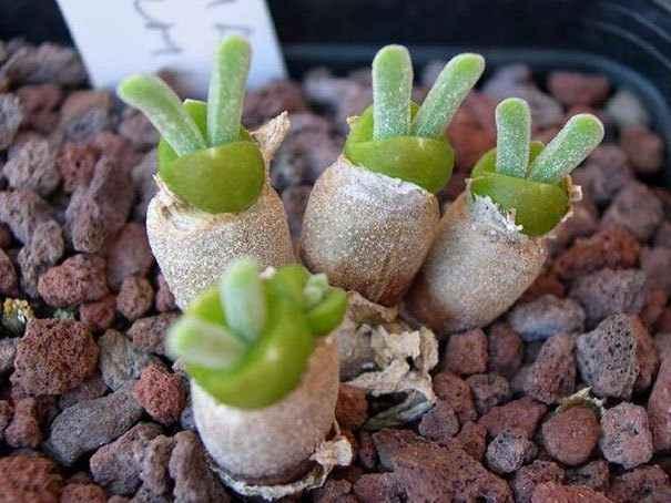 cute-rabbit-succulents-monilaria-obconica-3-58c7a245bfce0__605.jpg