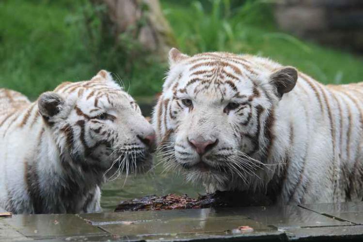 Tigre-Blanc-Witte-Tijger4.jpg