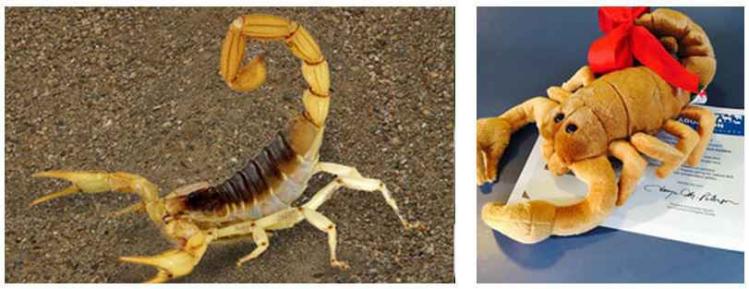 Zoo-Scorpion.jpg