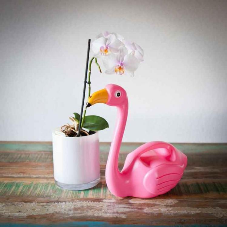 FlamingoGieter.jpg