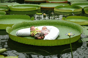 Victoria_amazonica_corbanie.gif