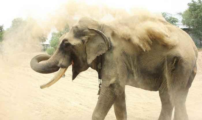 mud-bath-elephant.jpg
