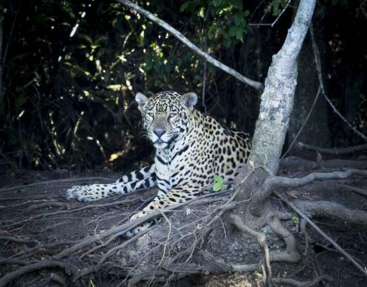 Jaguar_Pantanal.jpg