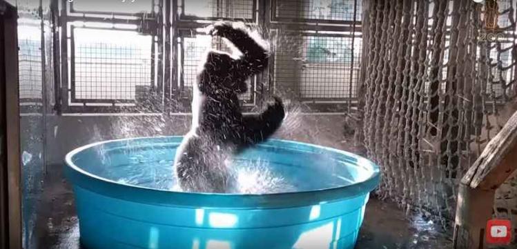gorille-piscine.jpg