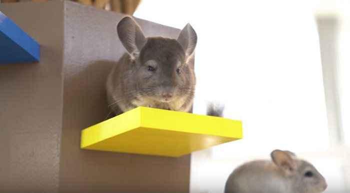chinchilla2.jpg