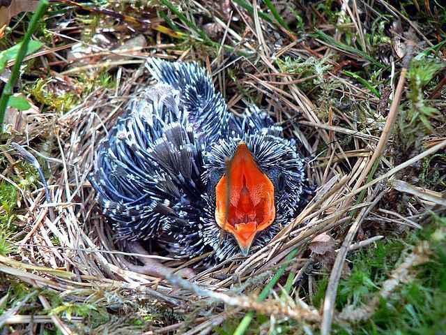 640px-Cuculus_canorus_chick1.jpg