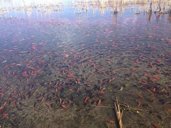 goldfish-Colorado-lake.jpg