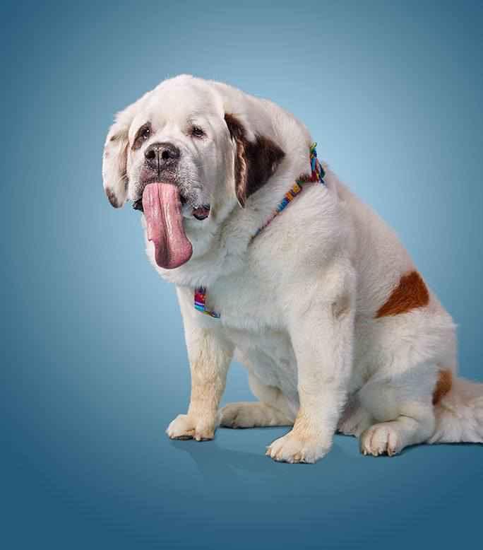 Longest-tongue-on-a-dog_tcm25-496862.jpg