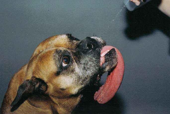 longest-tongue-on-a-dog-ever_tcm25-496863.jpg