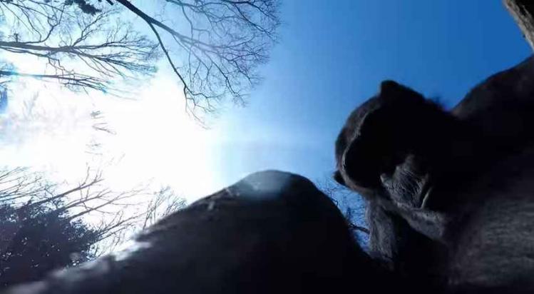 singes-gopro.jpg
