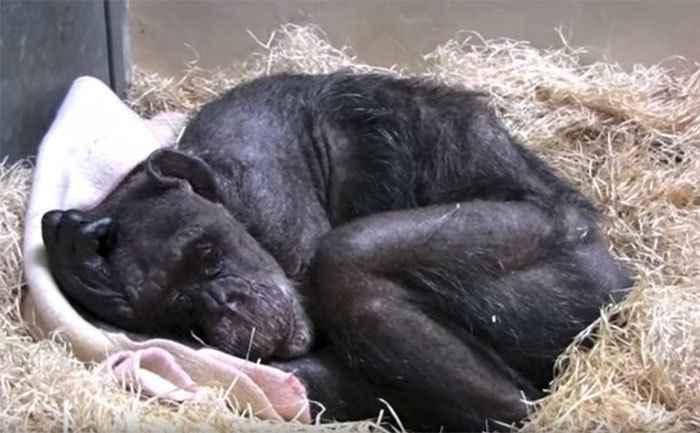 mama-chimpanzee-1.jpg