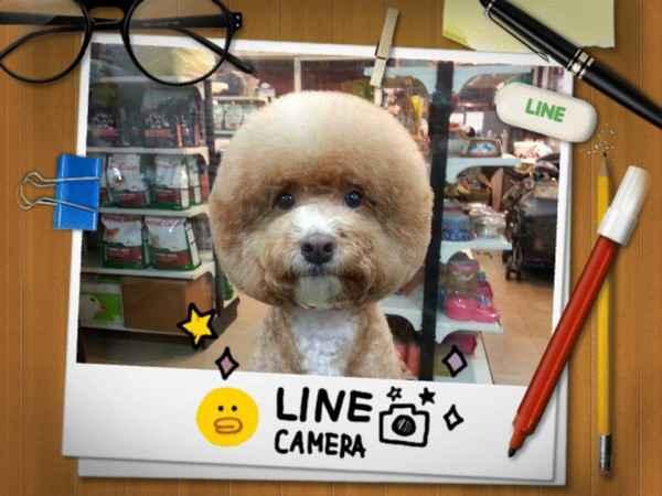 square-round-dog-haircut-taiwan-8.jpg
