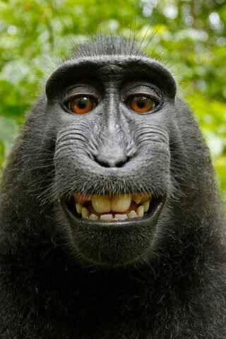 Monkey-Selfie-320.jpg