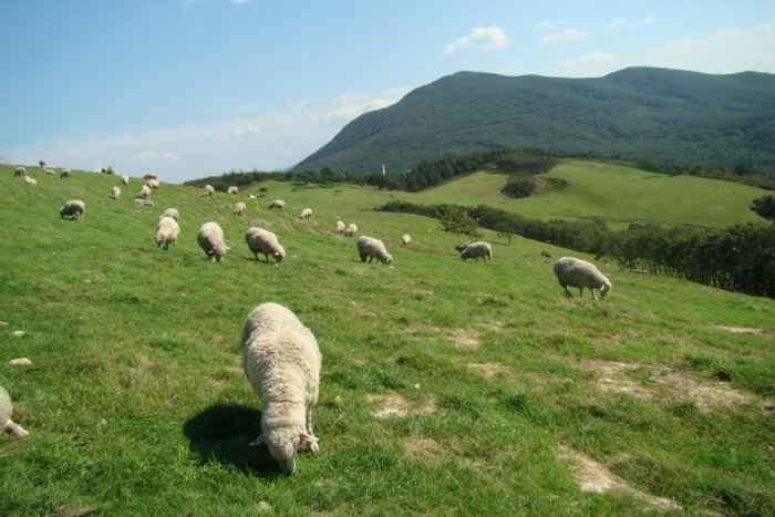 Daegwallyeong_sheep_farm5.jpg