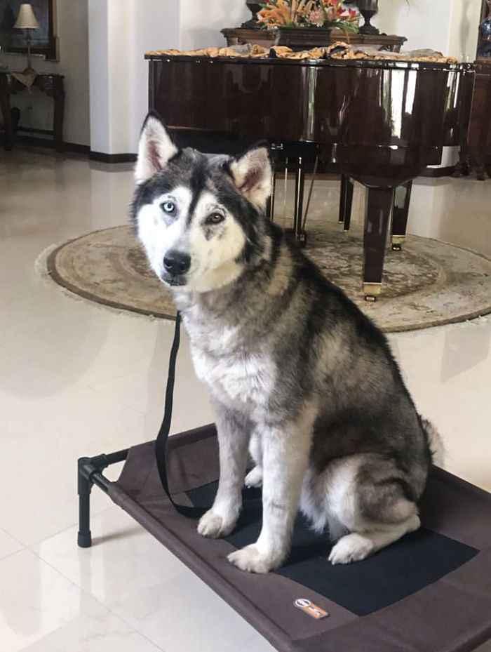 rescued-dog-siberian-husky-luna-2-5a8a80e26b34f__700.jpg