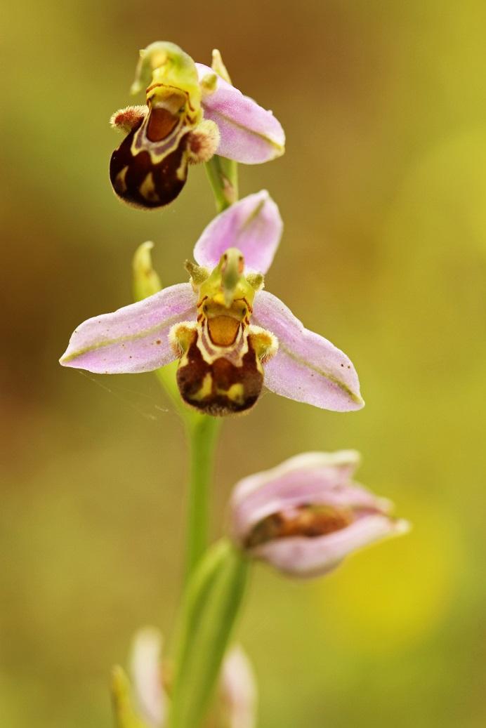 Ophrys-abeille-Hubert-Baltus.jpg