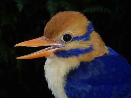 moustached-kingfisher-1_imagelarge.jpg