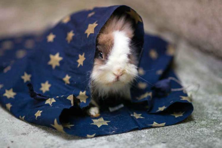 I-photograph-ex-lab-animals-like-The-Little-Prince-characters-to-help-them-find-adoption14__880.jpg