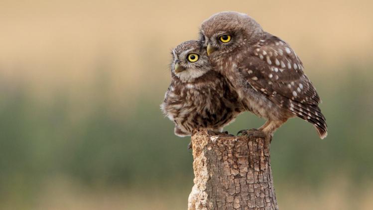 zdenek-machacek-FvTn9Dlv39A-unsplash