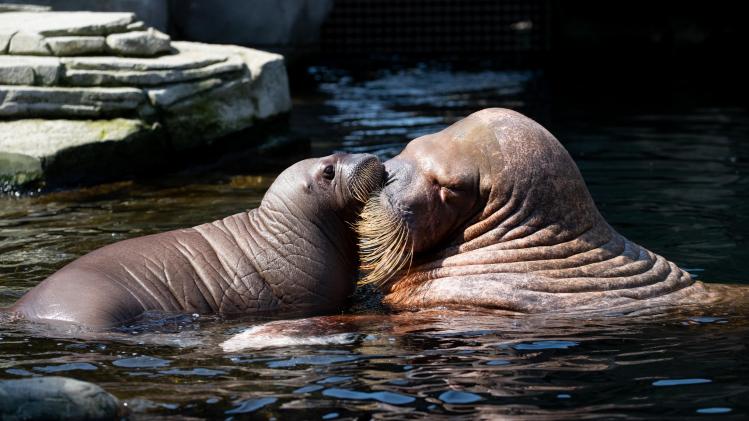 BELGAIMAGE-150203005