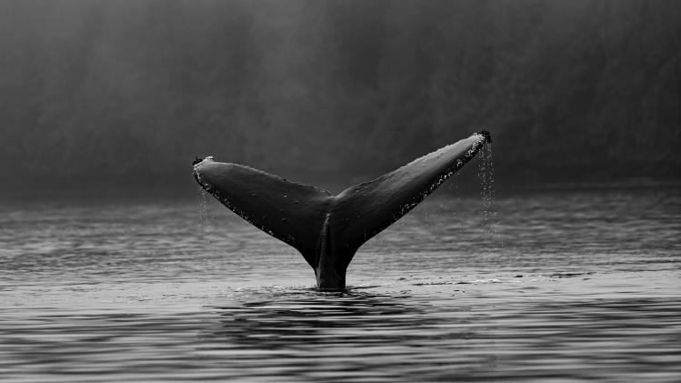 thomas-lipke-kkXDhAUnxYI-unsplash