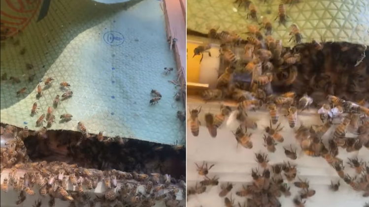 abeilles maison