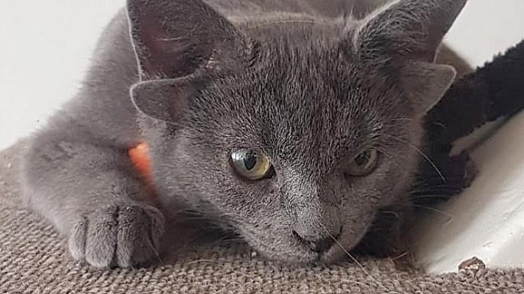 Ce chat à quatre oreilles est devenu une star sur Internet