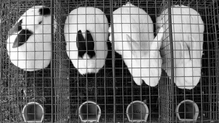 rabbits-g668cb33c2_1920