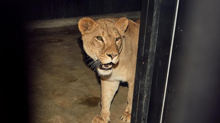 BELGAIMAGE-188854675