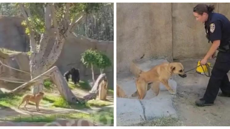 BeFunky-collage uk3 (18)