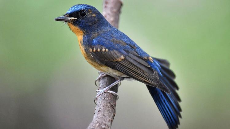 A_Chinese_blue_flycatcher_rests_on_a_branch_in_Queen_Sirikit_Park_in_Bangkok_on_