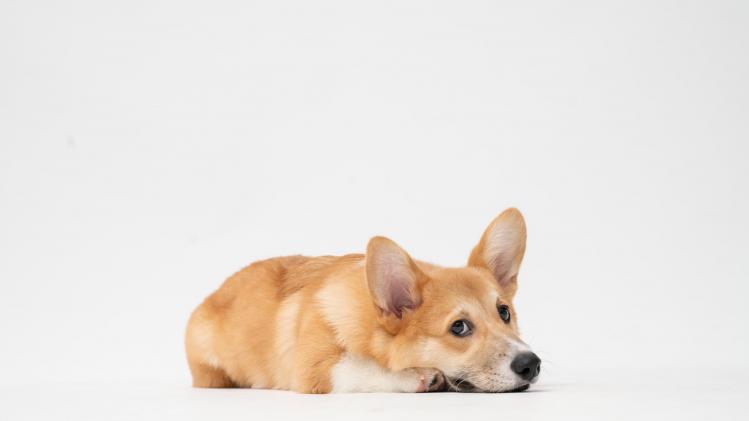 fatty-corgi-Zn5chZcnFRA-unsplash