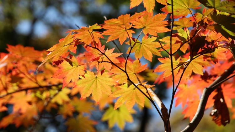 pexels-zoosnow-5826292