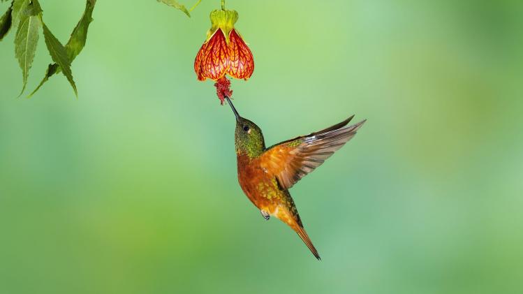 Getty_Images_1314606802_copie_8a2482ce0d