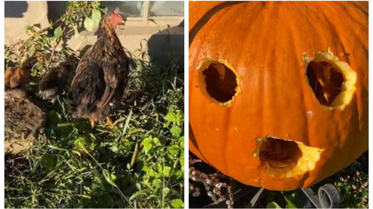 BeFunky-collage - 2022-10-24T145511.897