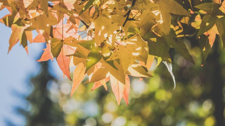 pexels-ylanite-koppens-1495165