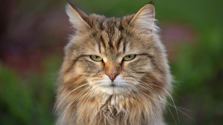 Getty_Images_688209094_copie_6b6ab8bf46