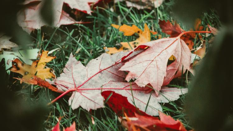 nong_v_cn_Nzl_MNP_Rwc_unsplash_0ef3682011