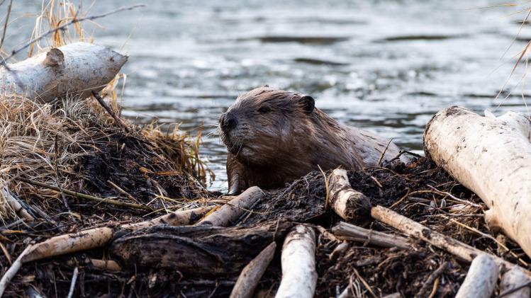 Getty_Images_1145716268_copie_96398c3ba7