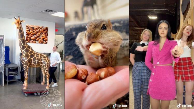 CAPTURE_amauryguichon_chipmunksoftiktok_blondebrunetteredhead_on_Tik_Tok_b639915