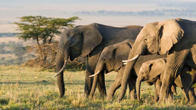 Pourquoi la disparition des éléphants menace aussi la planète?