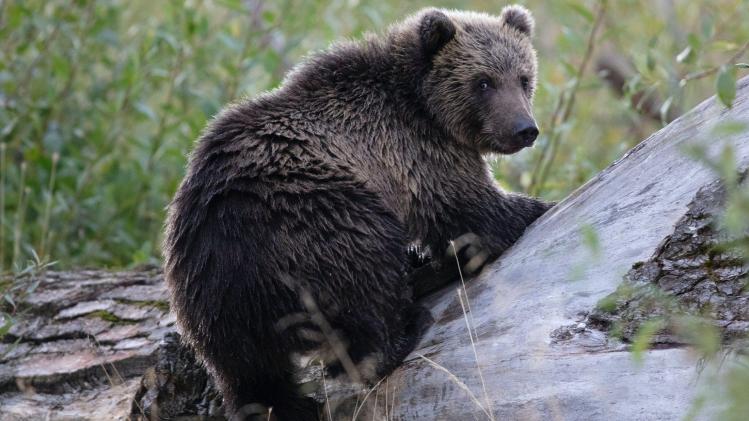 Voici la raison (surprenante) pour laquelle les ours se frottent aux arbres