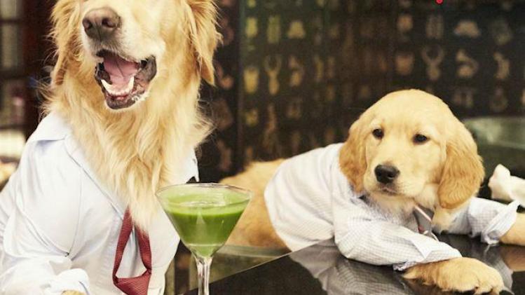 Visit_dog_friendly_bar_Smith_and_Whistle_with_your_pup_and_try_our_exclusive_dog