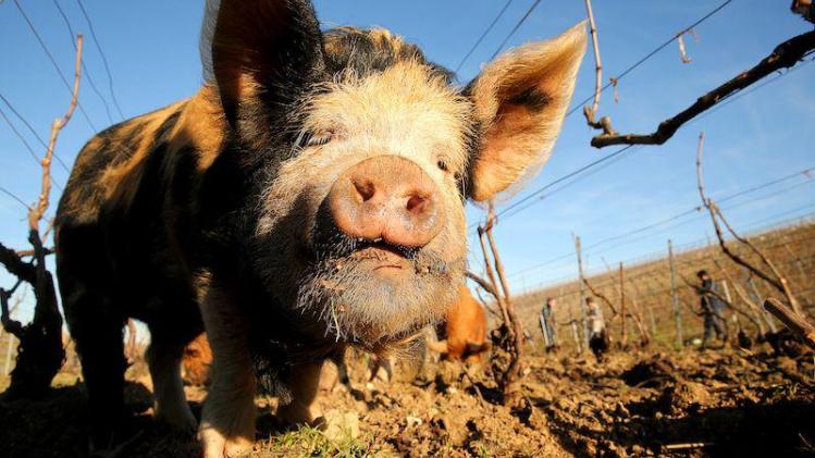 A_pig_eats_roots_and_weeds_amid_grapevines_in_a_vineyard_belonging_to_the_Jean_E